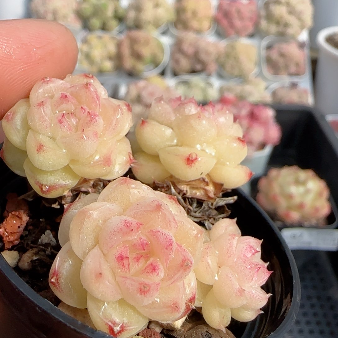 【闪购商品】0202-98散的