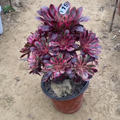 119香奈儿134567778