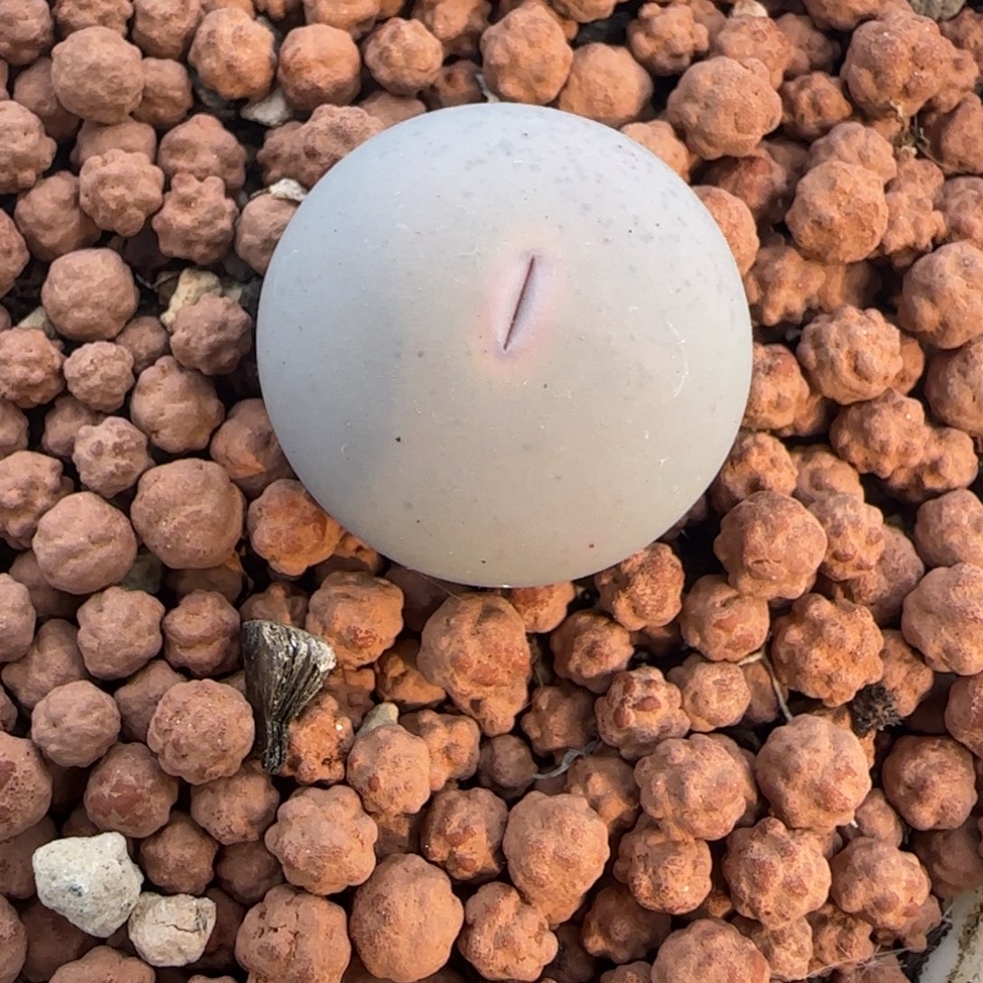 多肉植物外播SH433V 44号