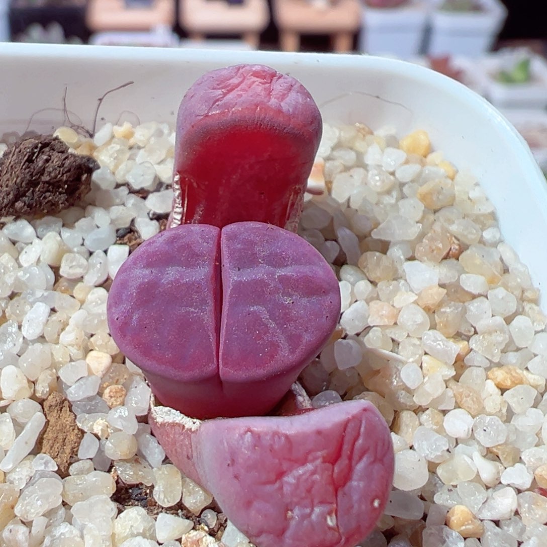 207-438多肉玫瑰新头1.4