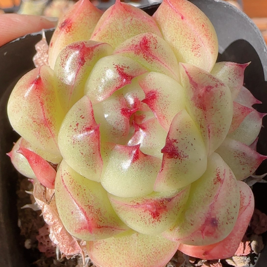 花语多肉1228-369