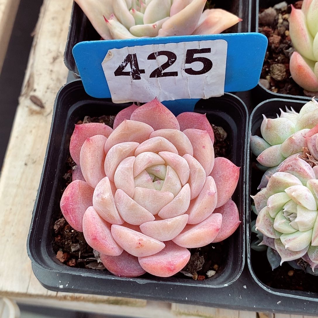 福利6cm多肉植物