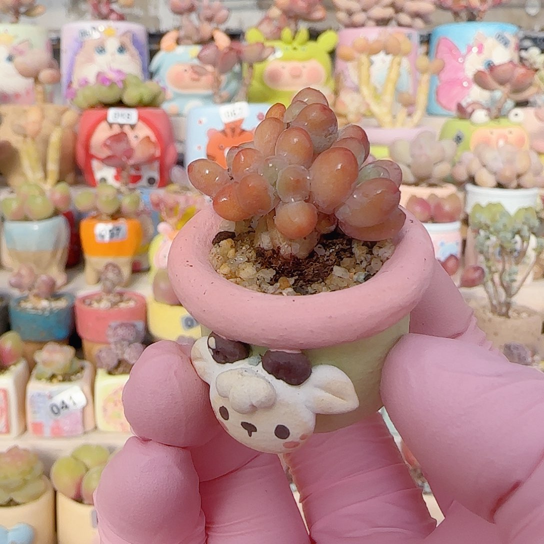 小樱花奶 盆口2.5cm