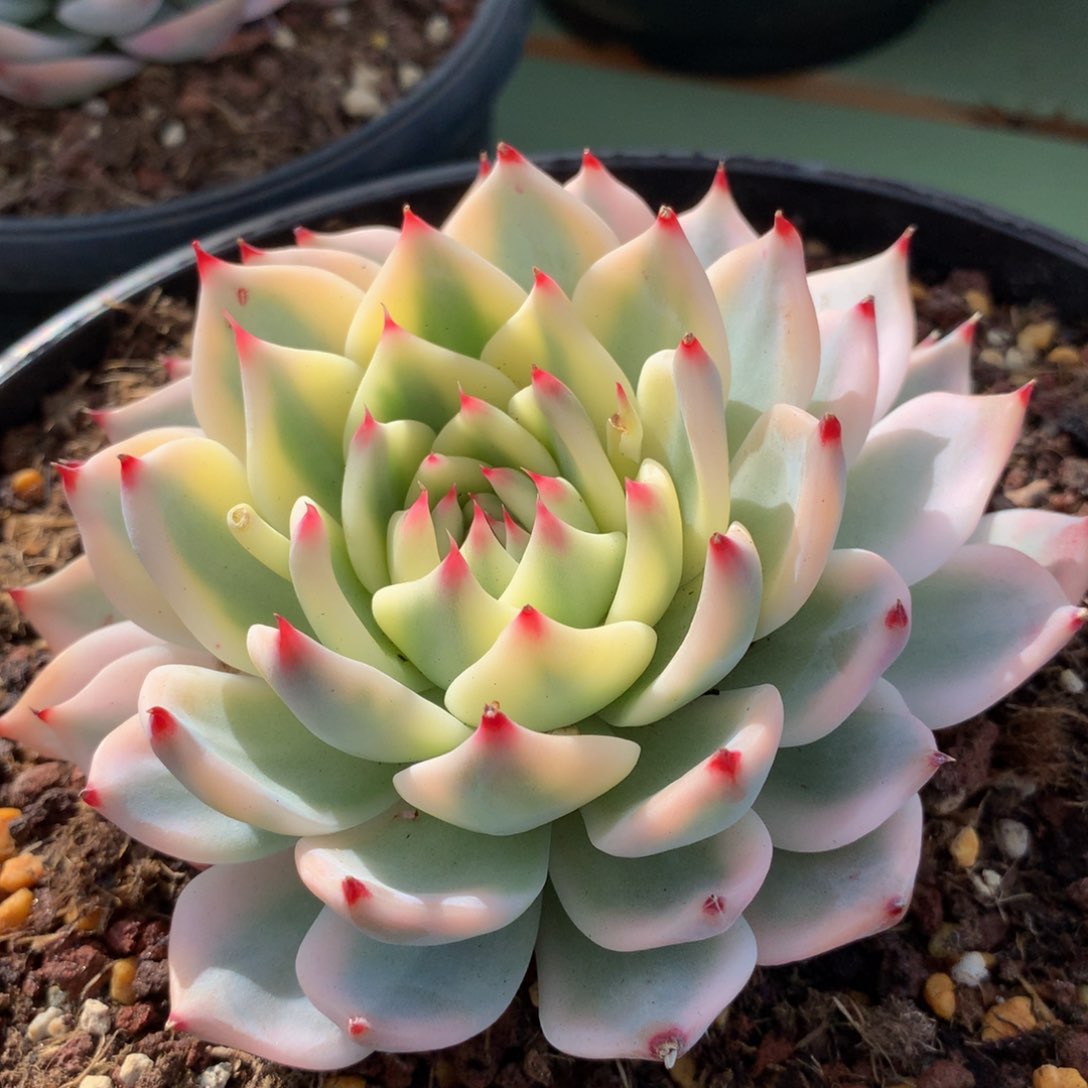 吉娃娃锦锦上园艺一物一拍