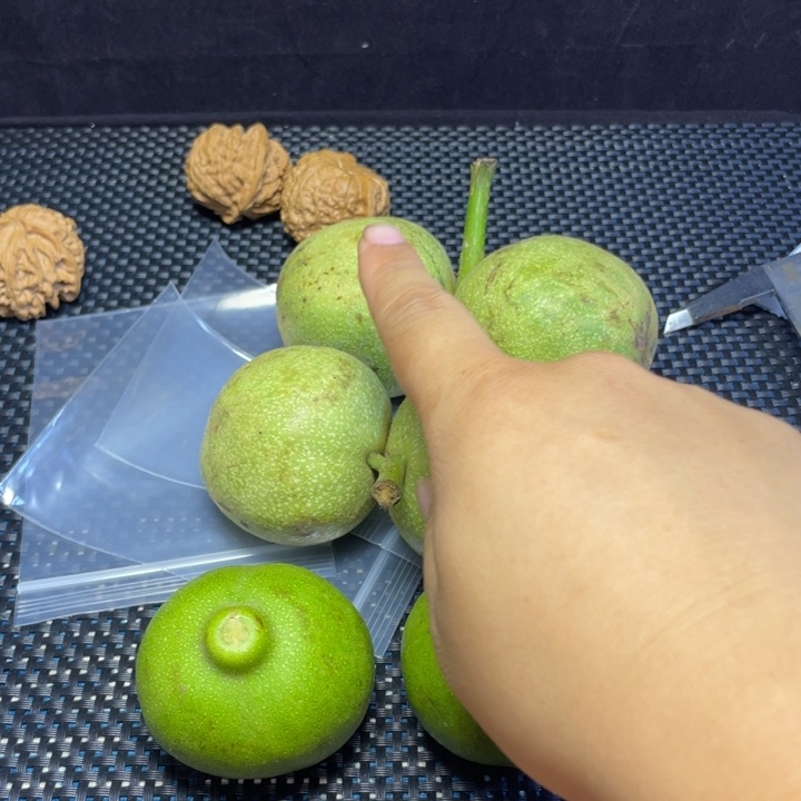 拾***柒非洲紫檀（红花梨）把件南瓜墩
