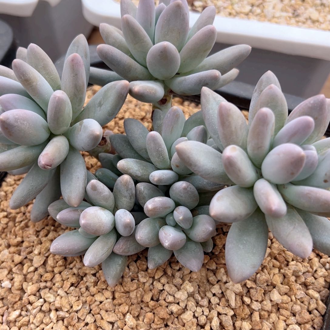 程龙大群老桩特价