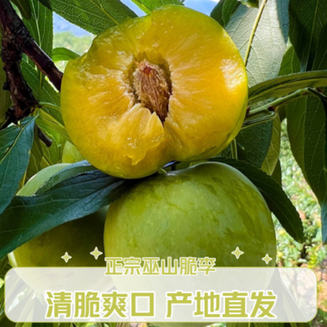 【新人试吃】正宗巫山脆李脆甜多汁新鲜采摘脱骨离核非蜂糖李
