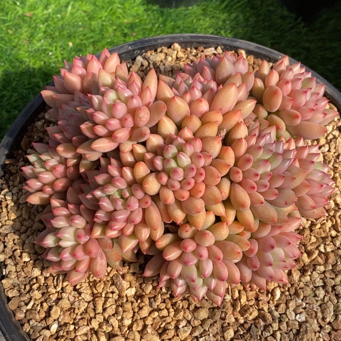 燕子群生链接多肉