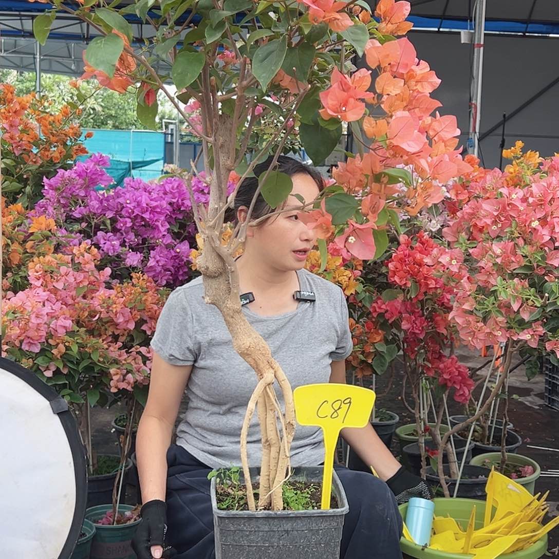 m***m大部分花苞少量开放C89波妹