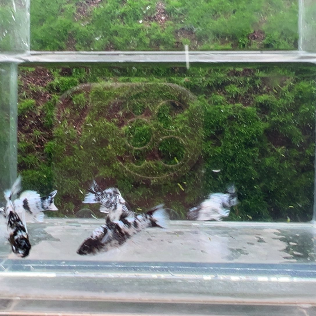 黑玛丽鱼水墨鱼苗6条。   