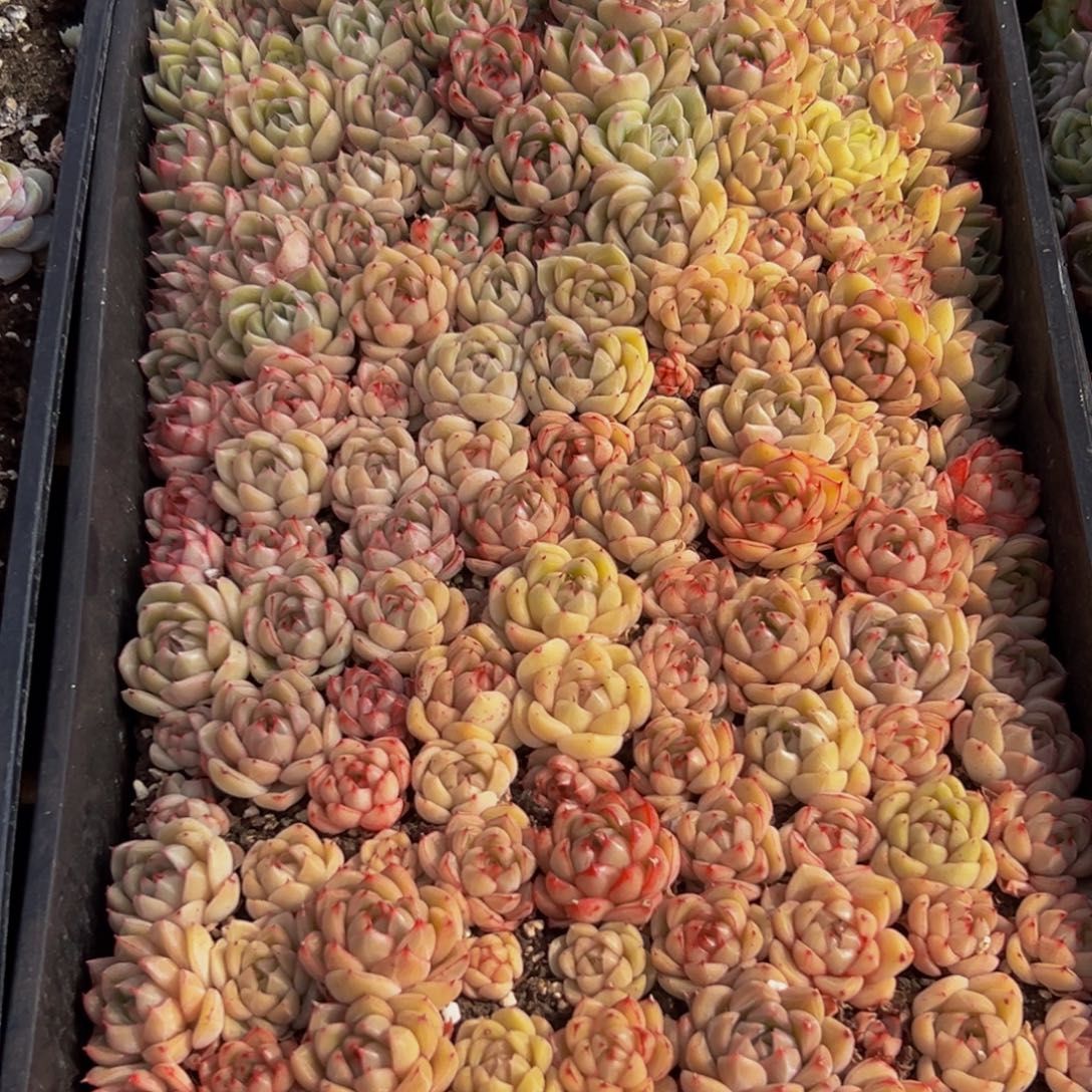 085大热天的一天从早上开始到