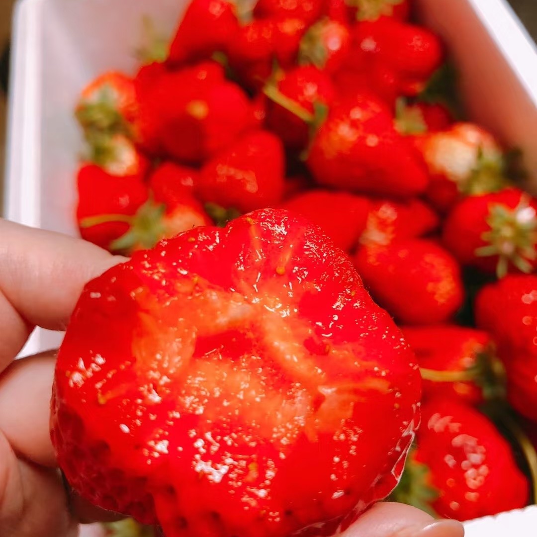 丹东99草莓镂空盒红颜产地直发顺丰空运新鲜采摘香甜饱满辽宁省
