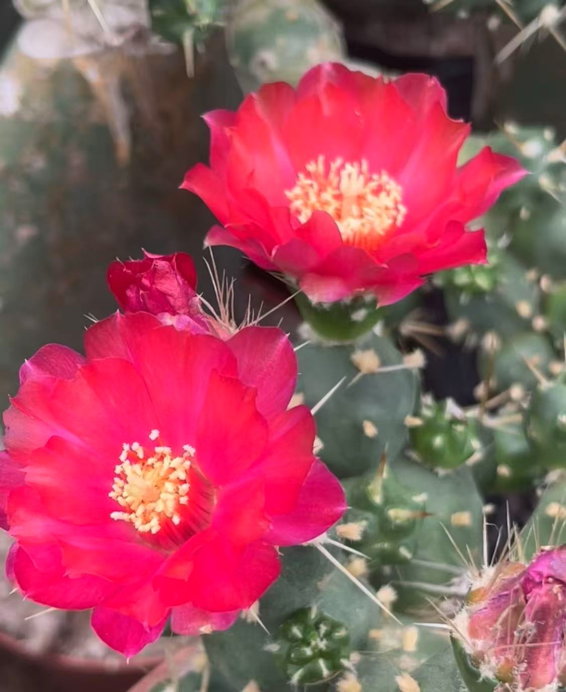 （满18包邮）小号骑兵团扇 仙人球 裸根发货