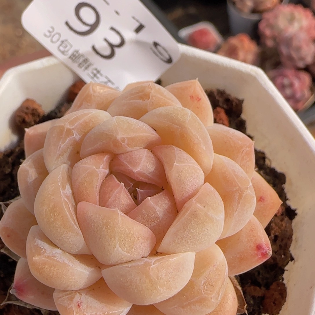 O泡单头一颗脱土