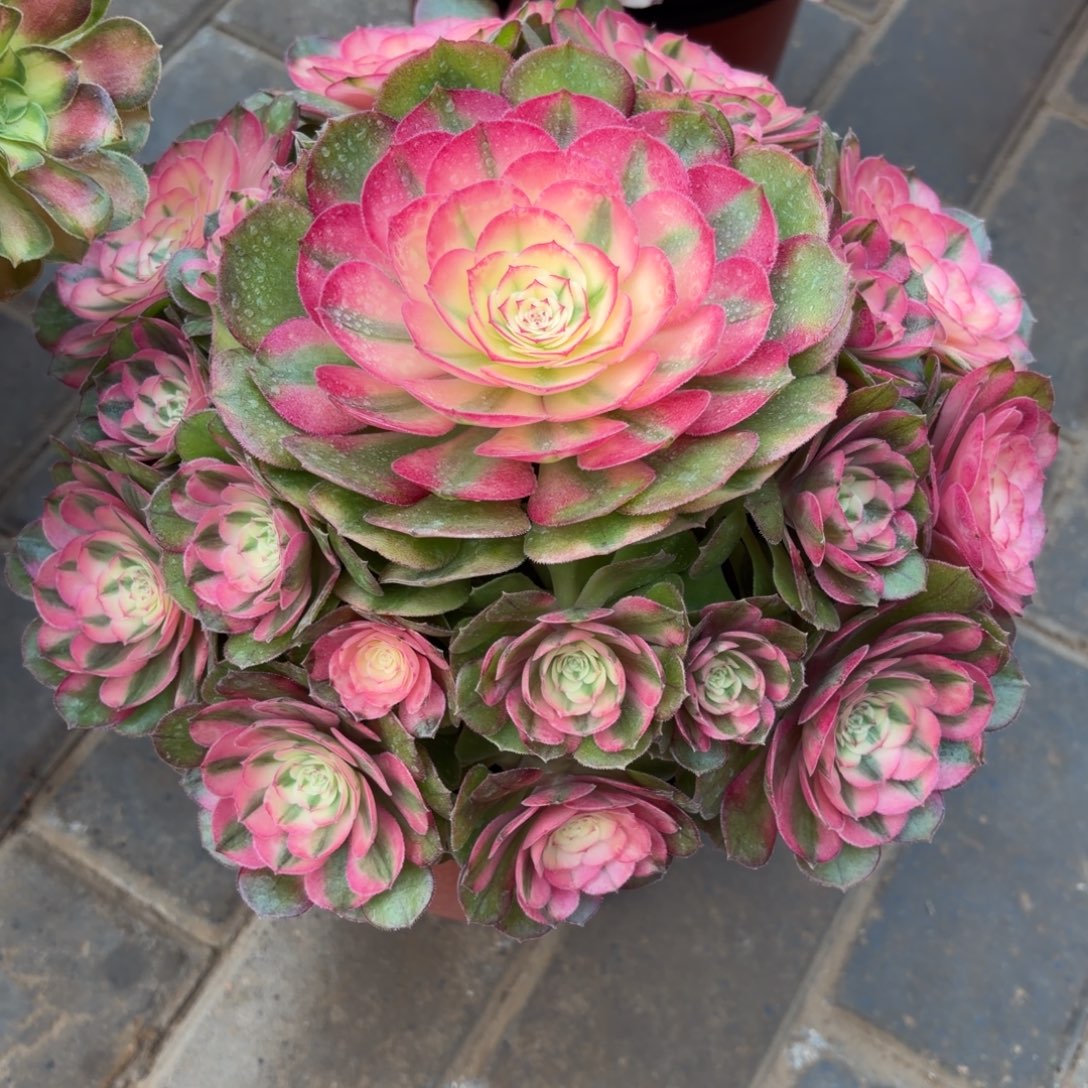 香妃➕荔枝092  093肉肉肉肉