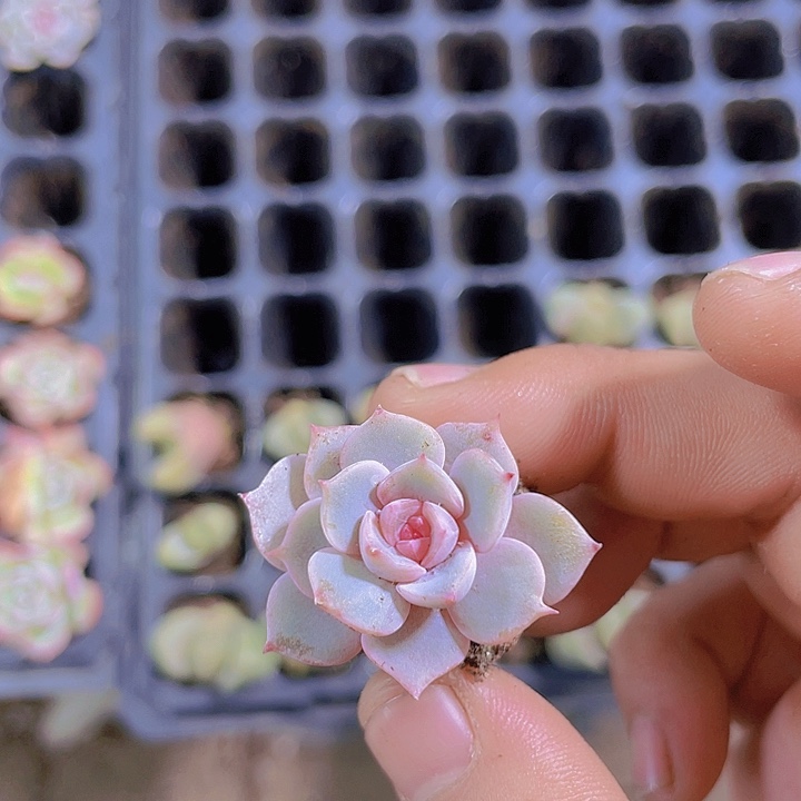 静夜【满10颗包邮】