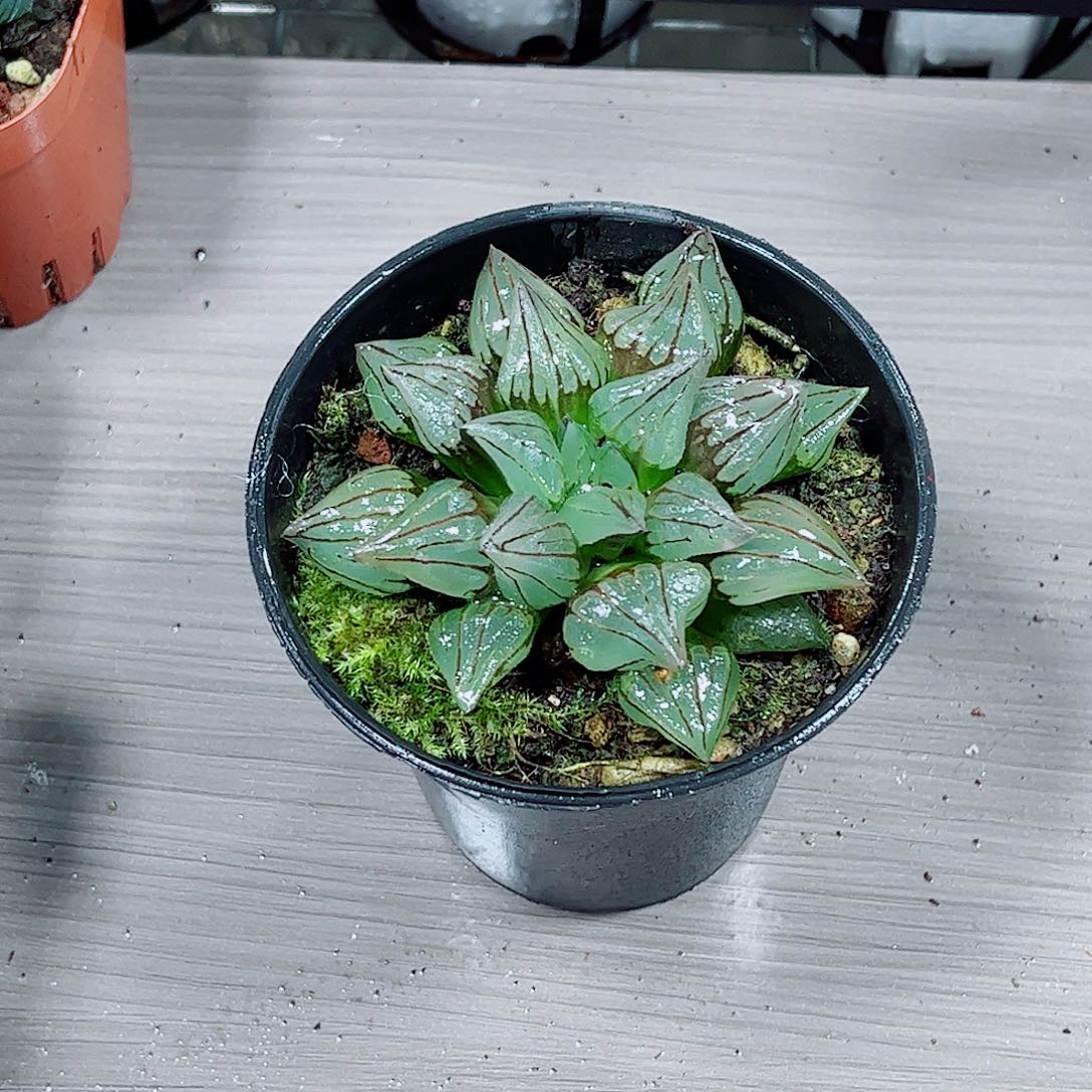 西瓜寿玉露一勿一拍