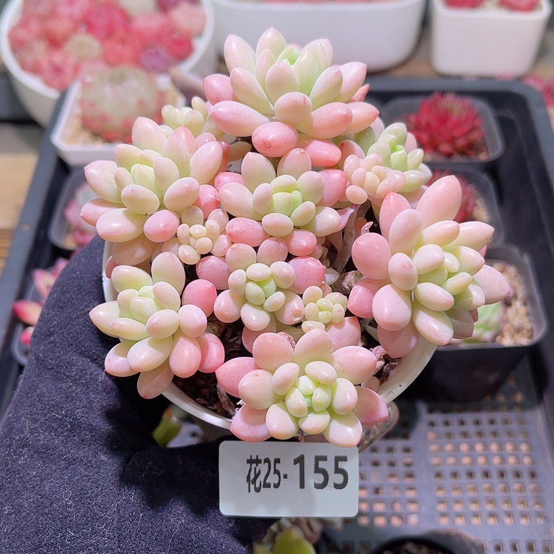 花利美25-155洛可可