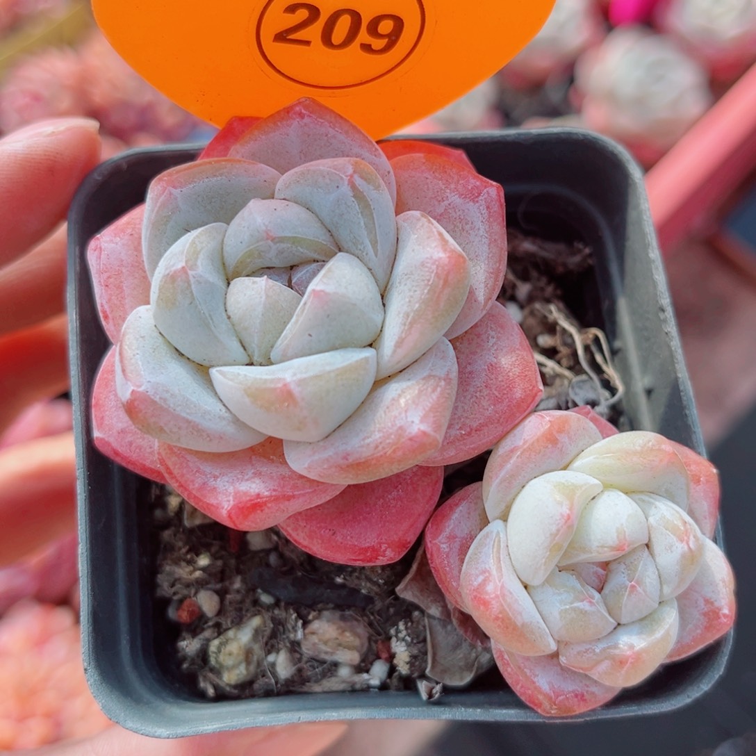 209号小老桩冰玉2个单头