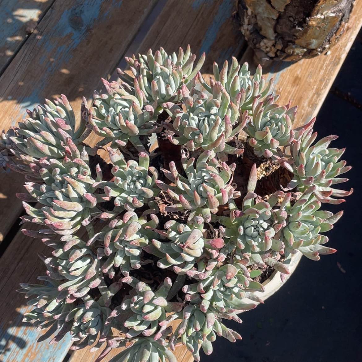 【闪购商品】奥罗拉大老庄