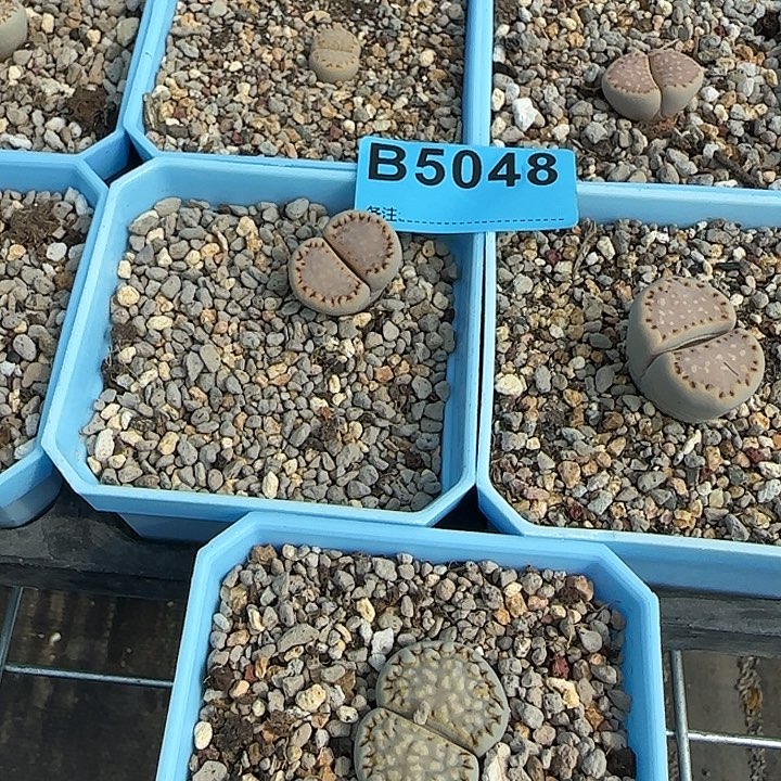 k****5048双十一特价活动