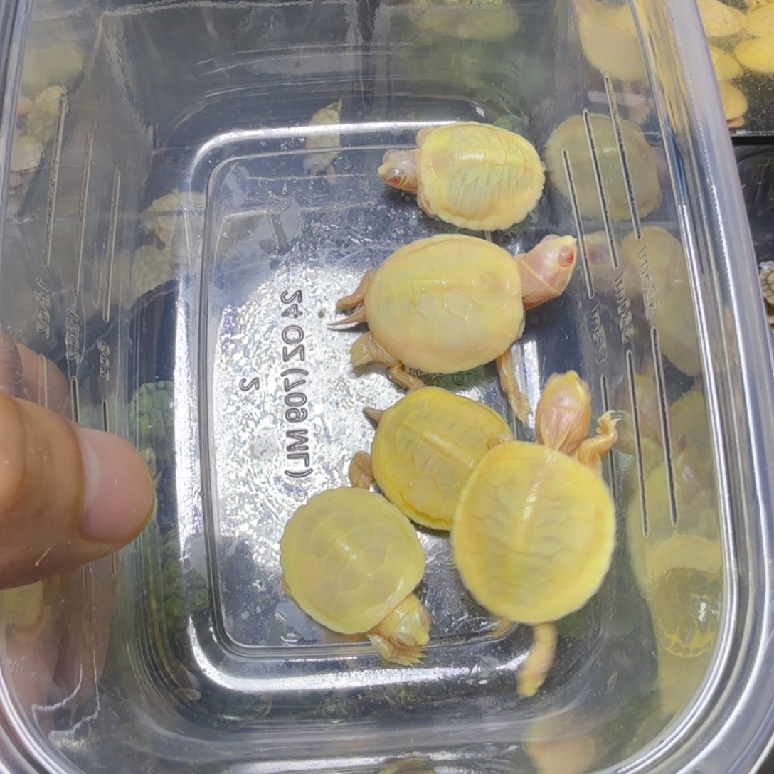 不分公母巴西彩龟瑕疵白巴