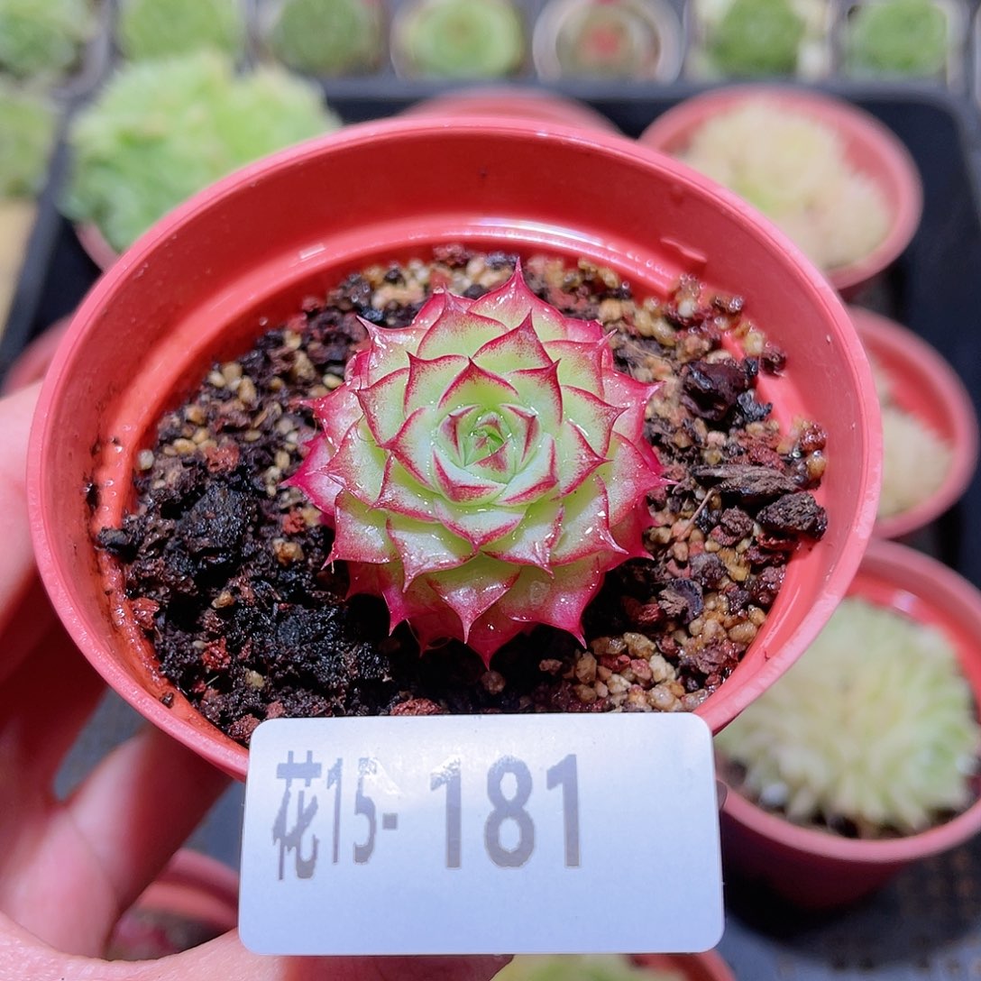 花利美15-181女王