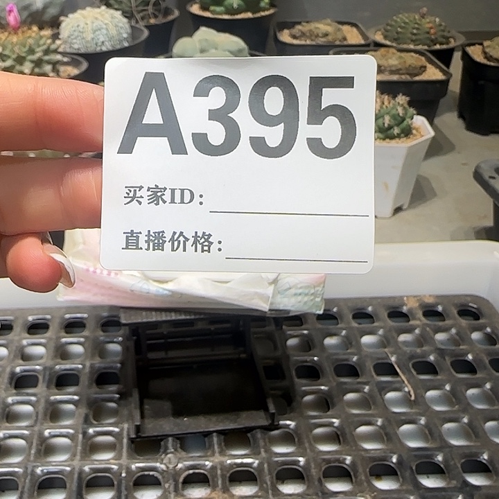 最***丹实生仙人球特价一颗