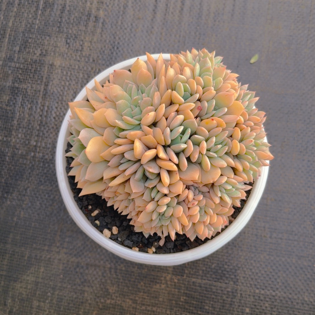 淼***牙米牙寄养提拉米苏自己11111111