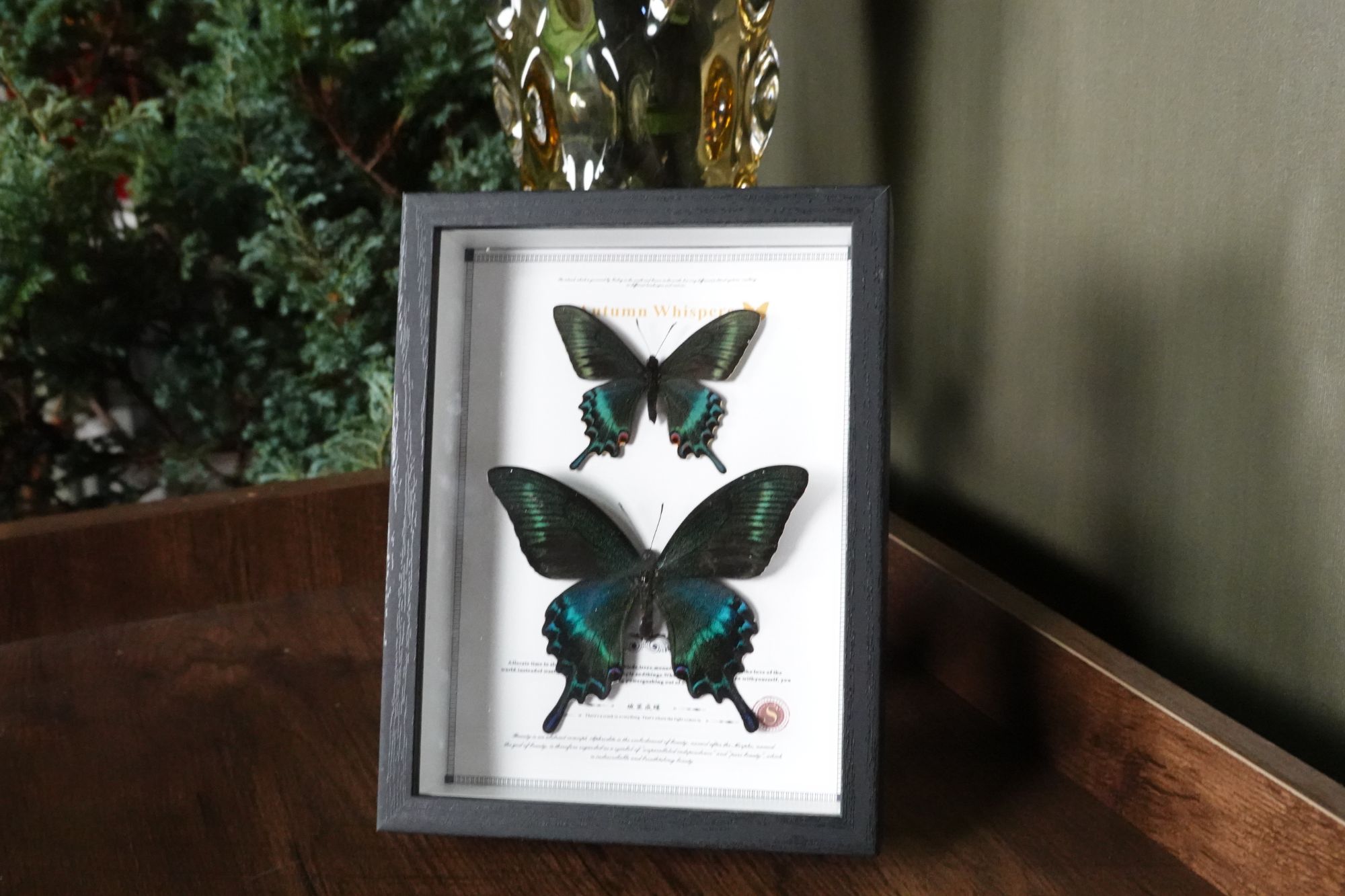 一框双蝶绿带永生花框竞拍