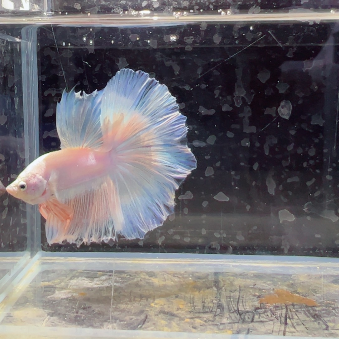 斗鱼浅色特殊尾hhhh