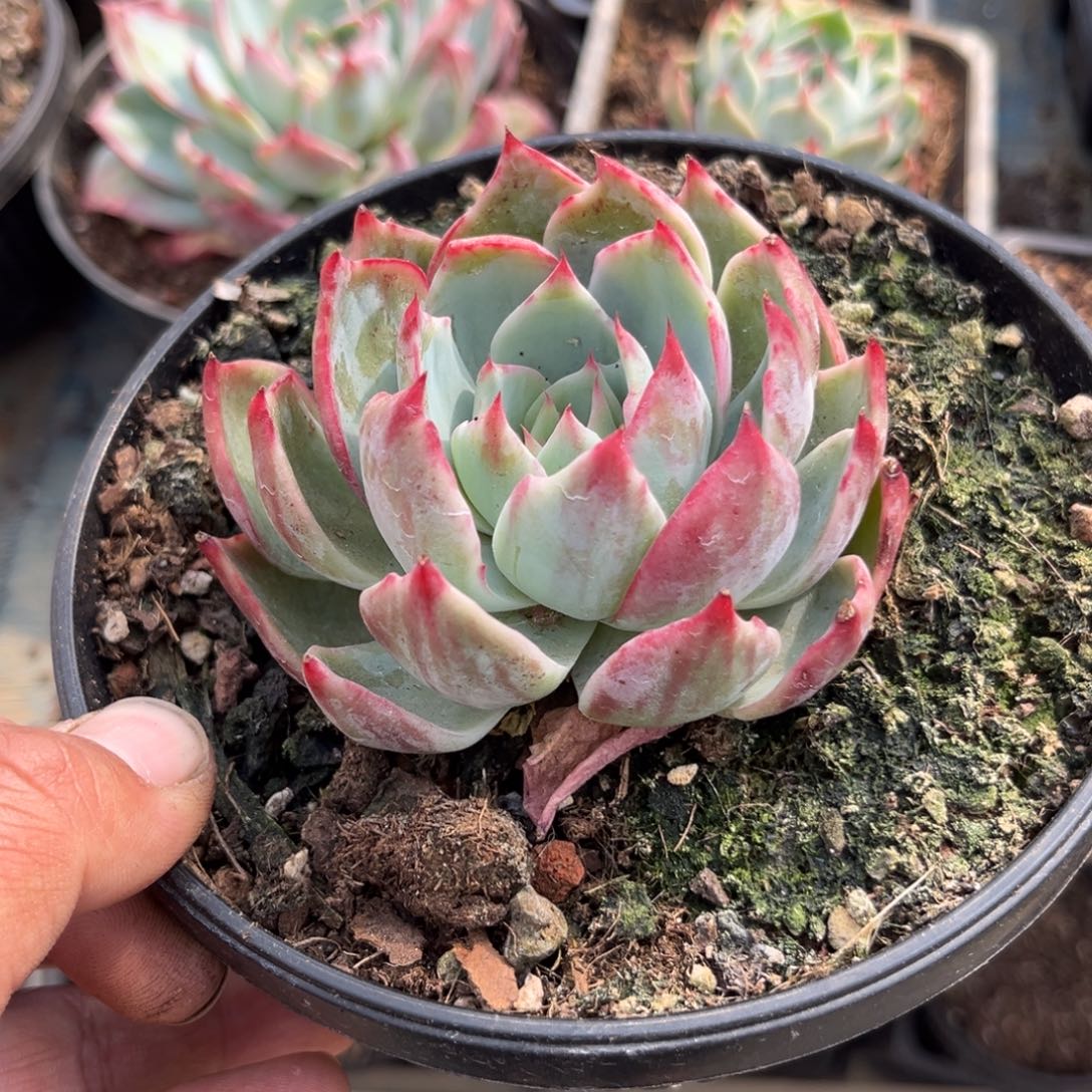 惊鸿一瞥多肉植物世界