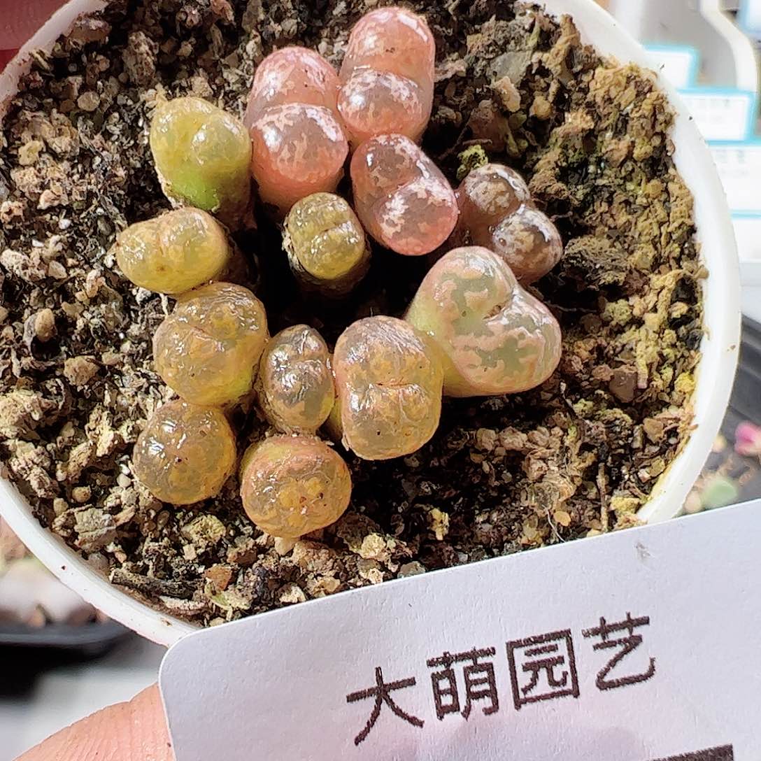 0000347 一物一拍……