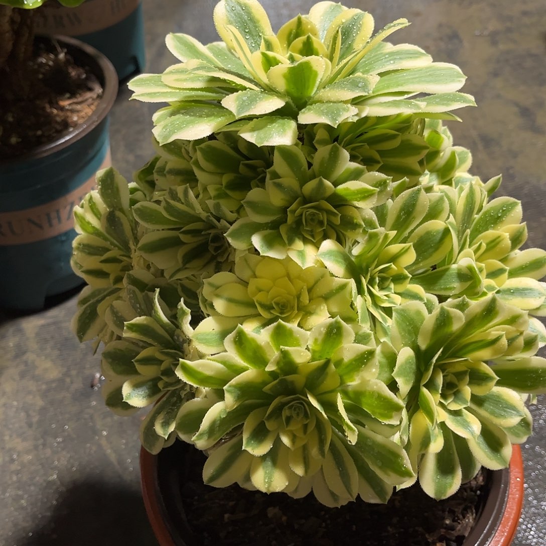 迈巴赫法师多肉植物漂亮