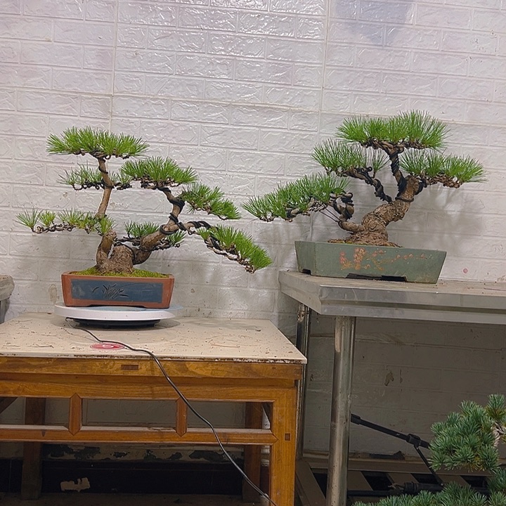 无花朵黑松老树老桩