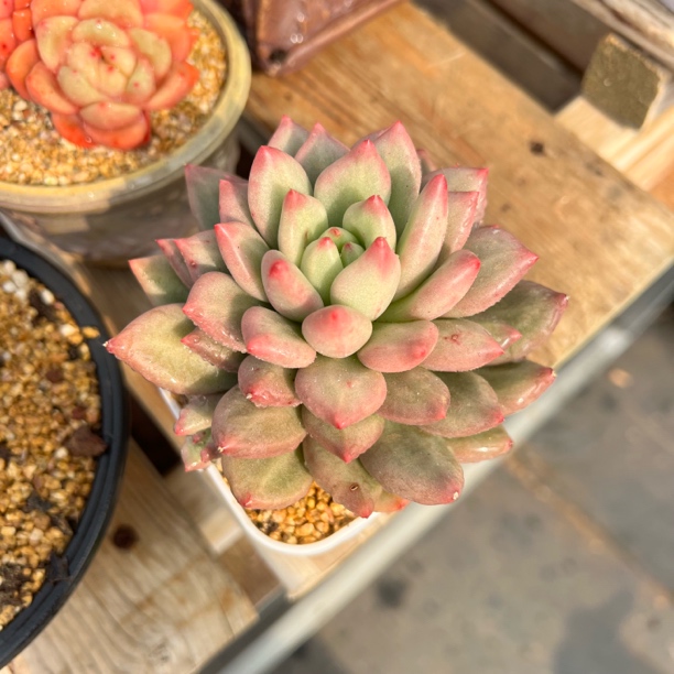 米其林 夏鸣园艺