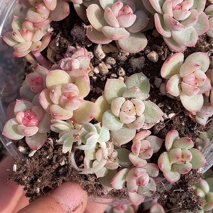OTO多肉切糕优选dy2357