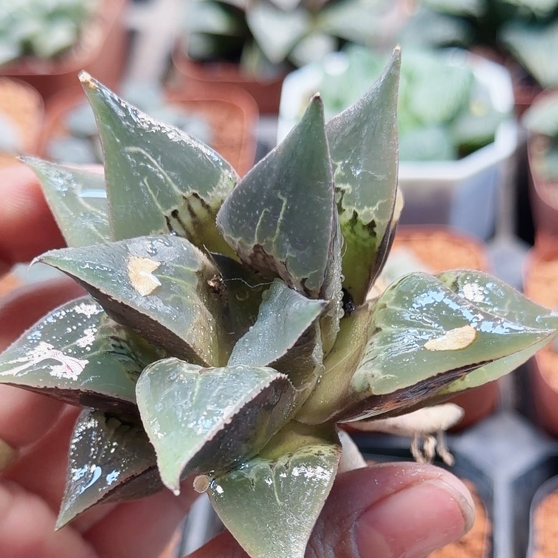 无花朵十二卷酒吞童子罗根福利