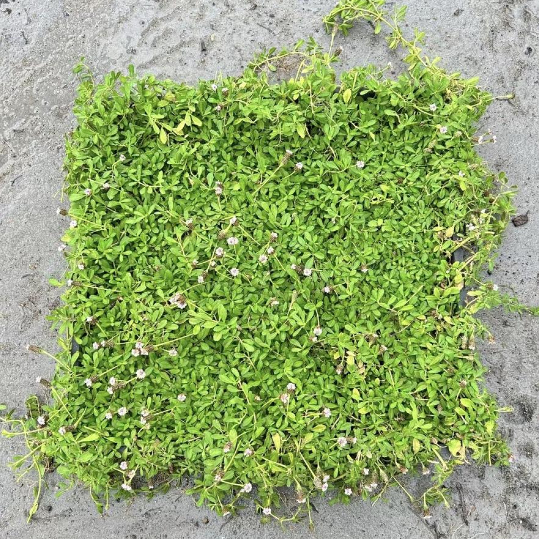 [姬岩垂草方盘] 40*40cm 多年生宿根四季常青庭院室外爬藤蔓草坪