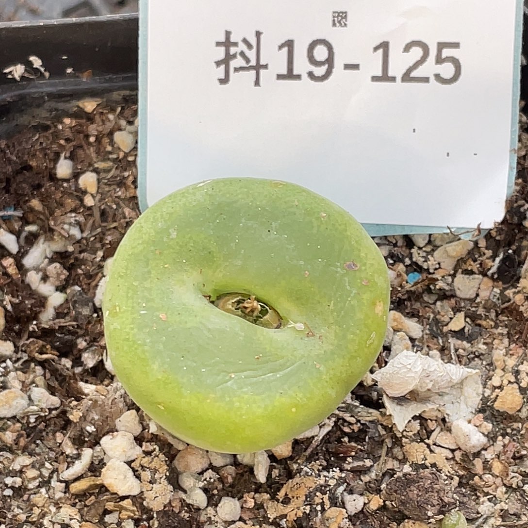 19-125翠光多肉植物
