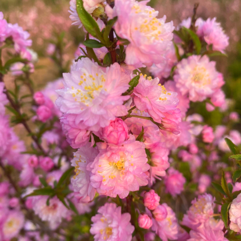 榆叶梅原生苗郁李苗小桃红梅花粉色耐寒耐晒好养成活高