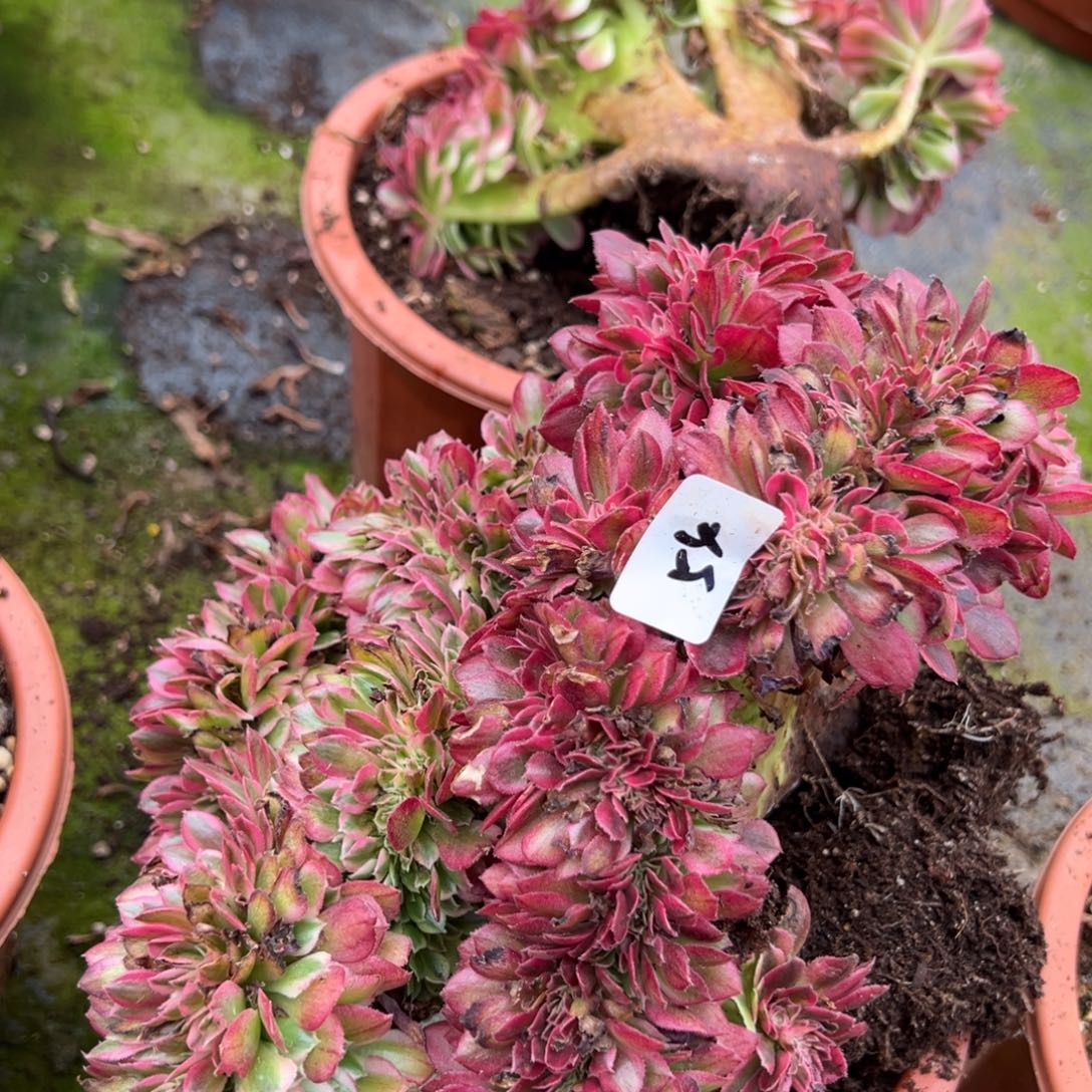 54倾城缀弯一颗9.9