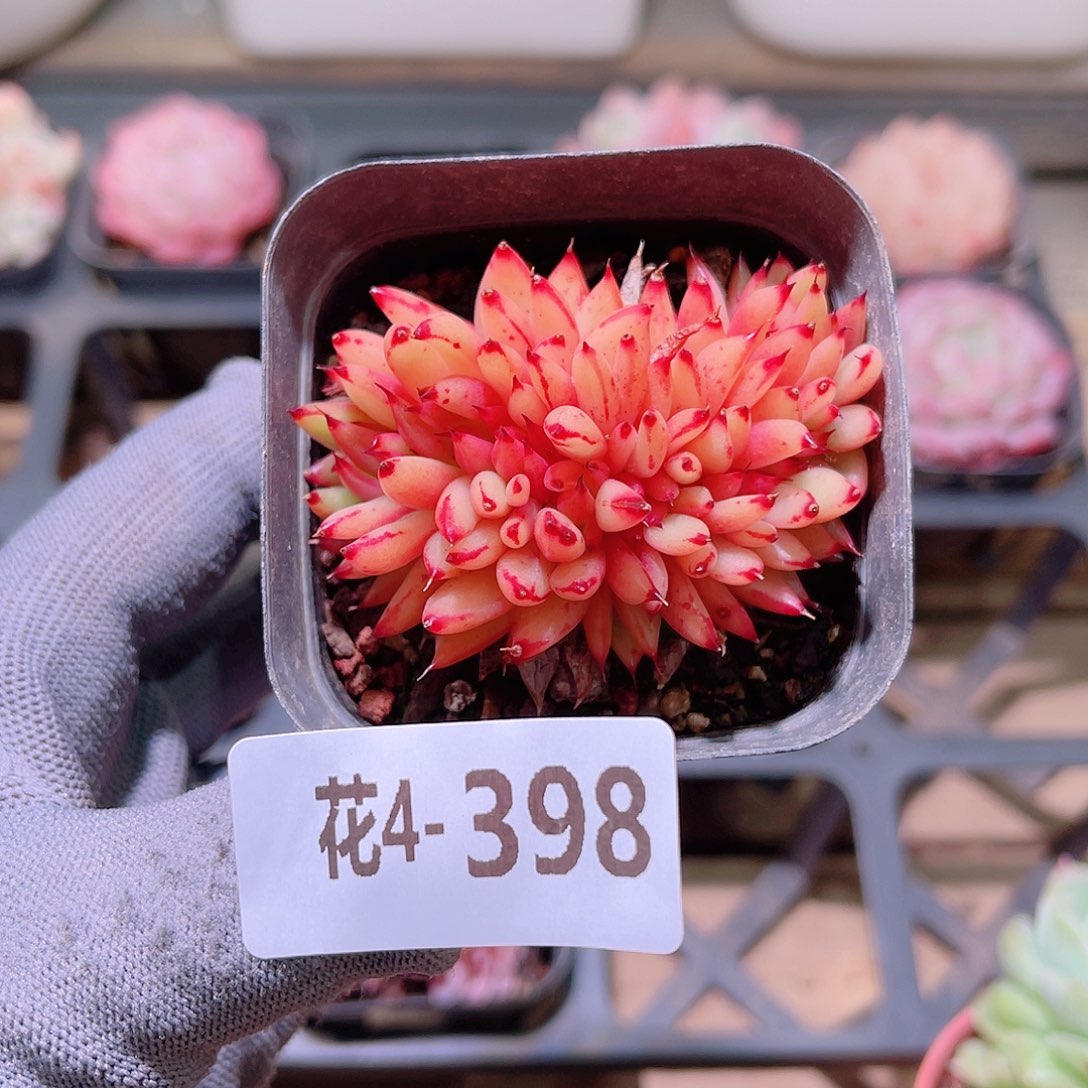 花04-398乌木缀化