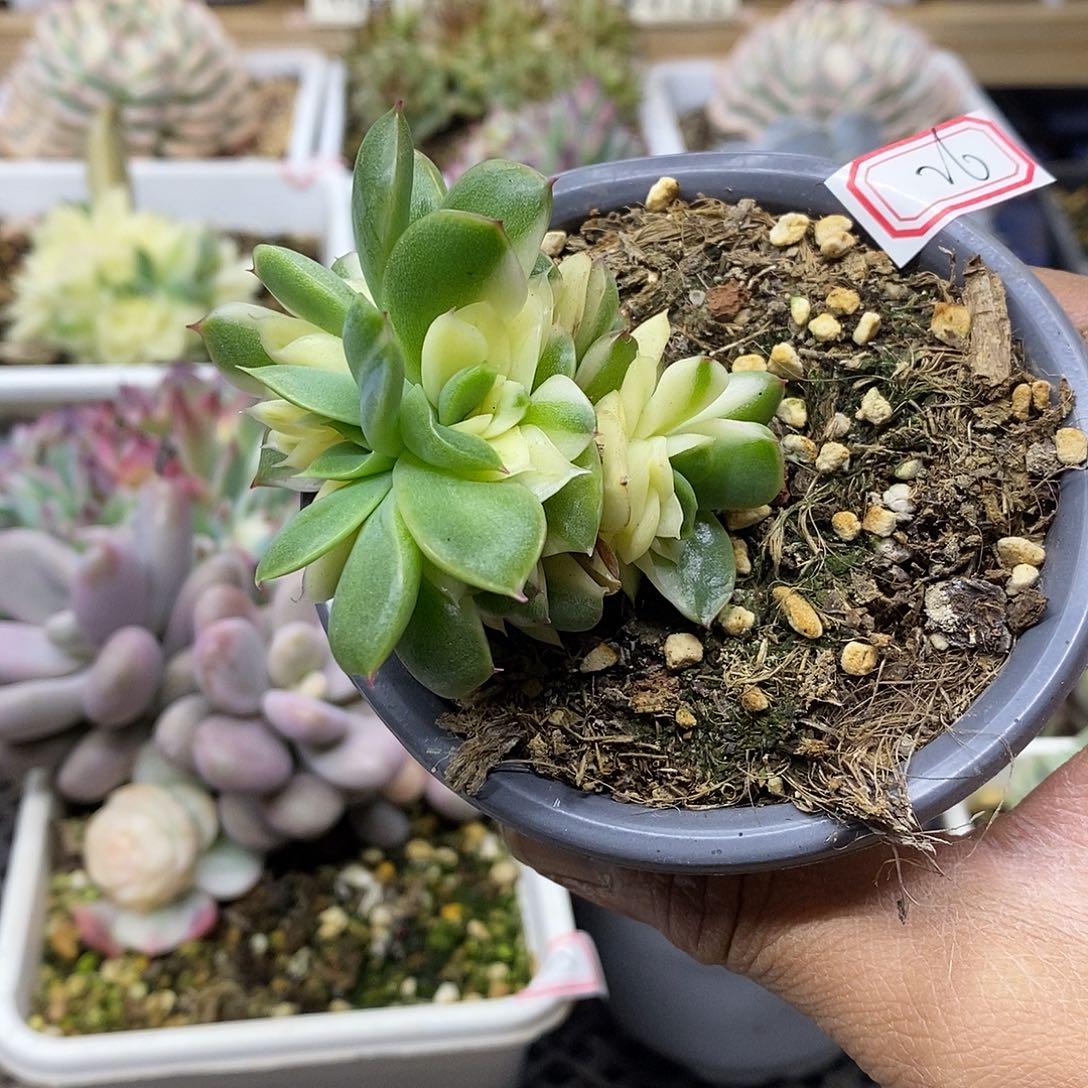 3026 玉杯东云杂花脸锦自然群 需延时发货