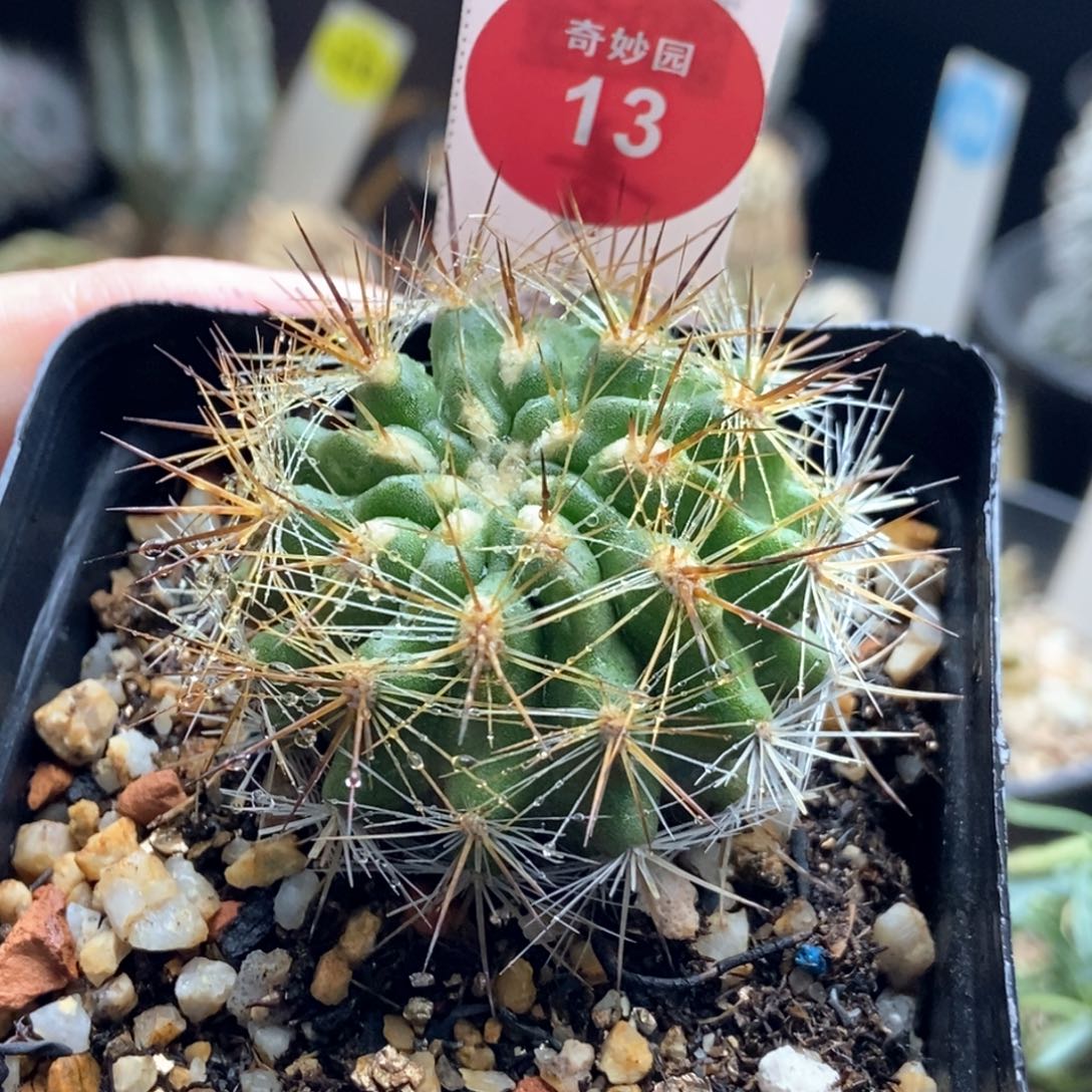 实生逆龙丸4cm一棵仙人球