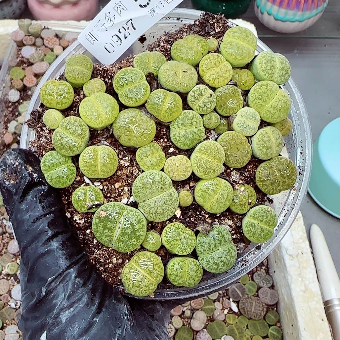 生石花满18包邮0927-52