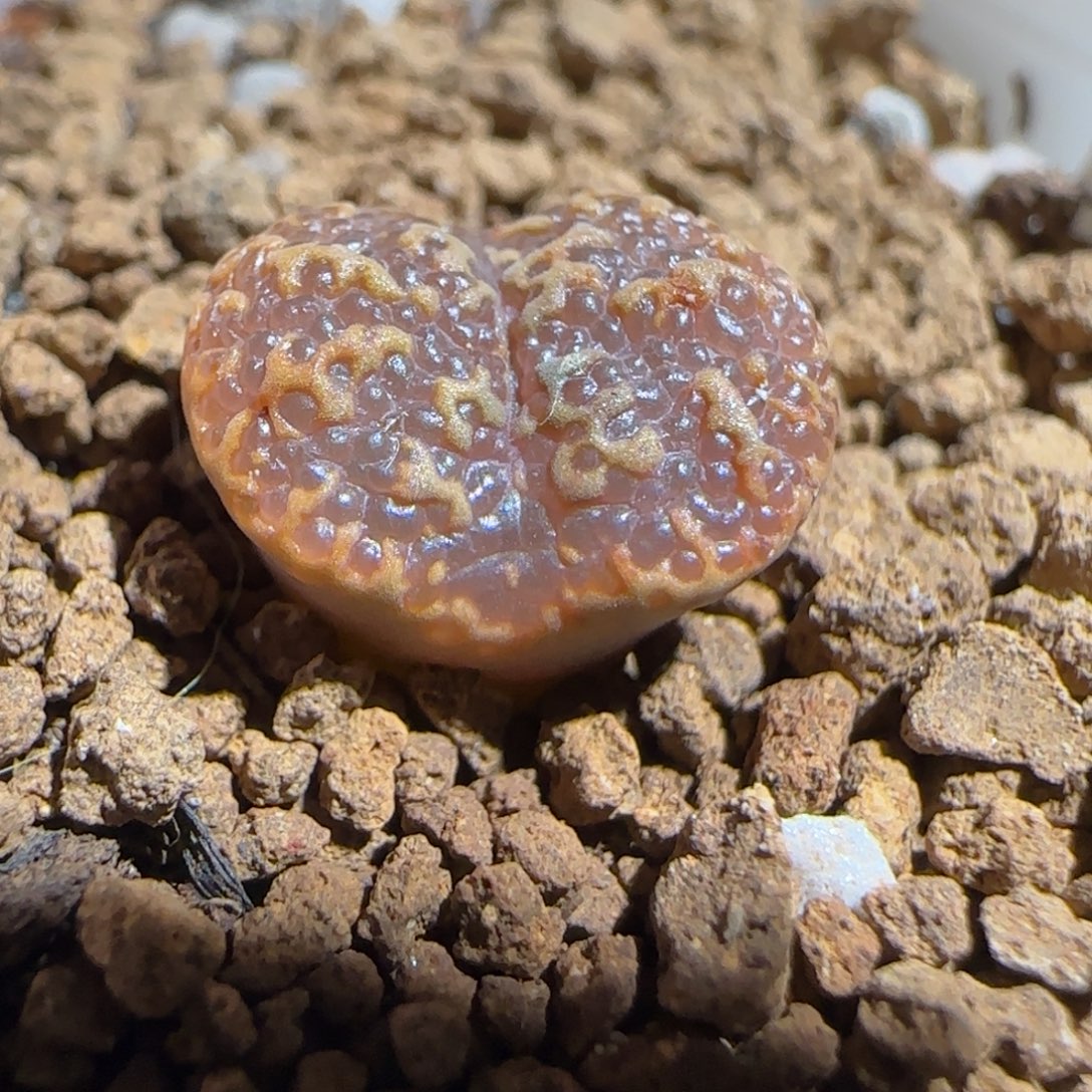 超级泡泡勋657勋章