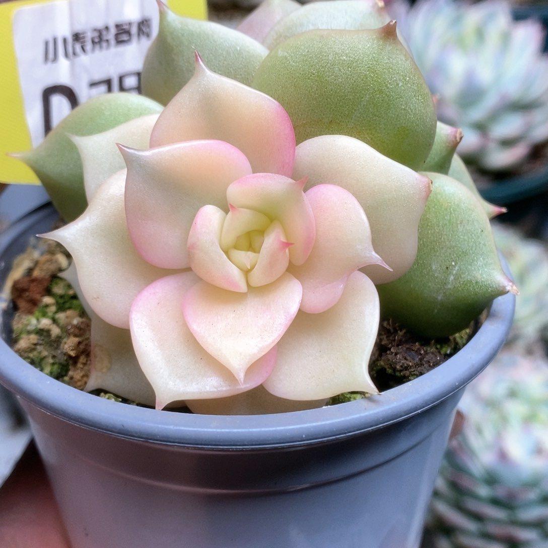 289贝加尔湖锦锦锦锦锦