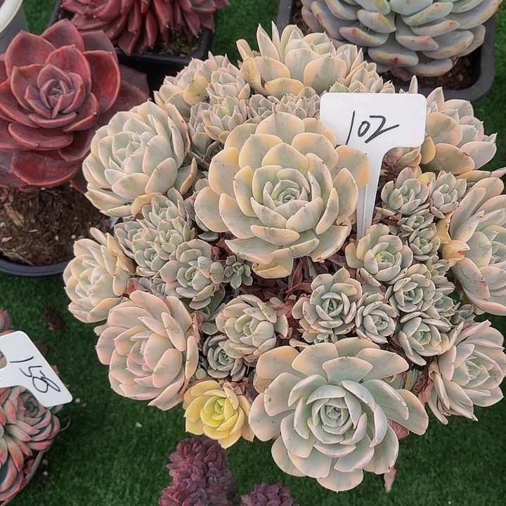 木***贝丽娟花卉安娜玫瑰锦