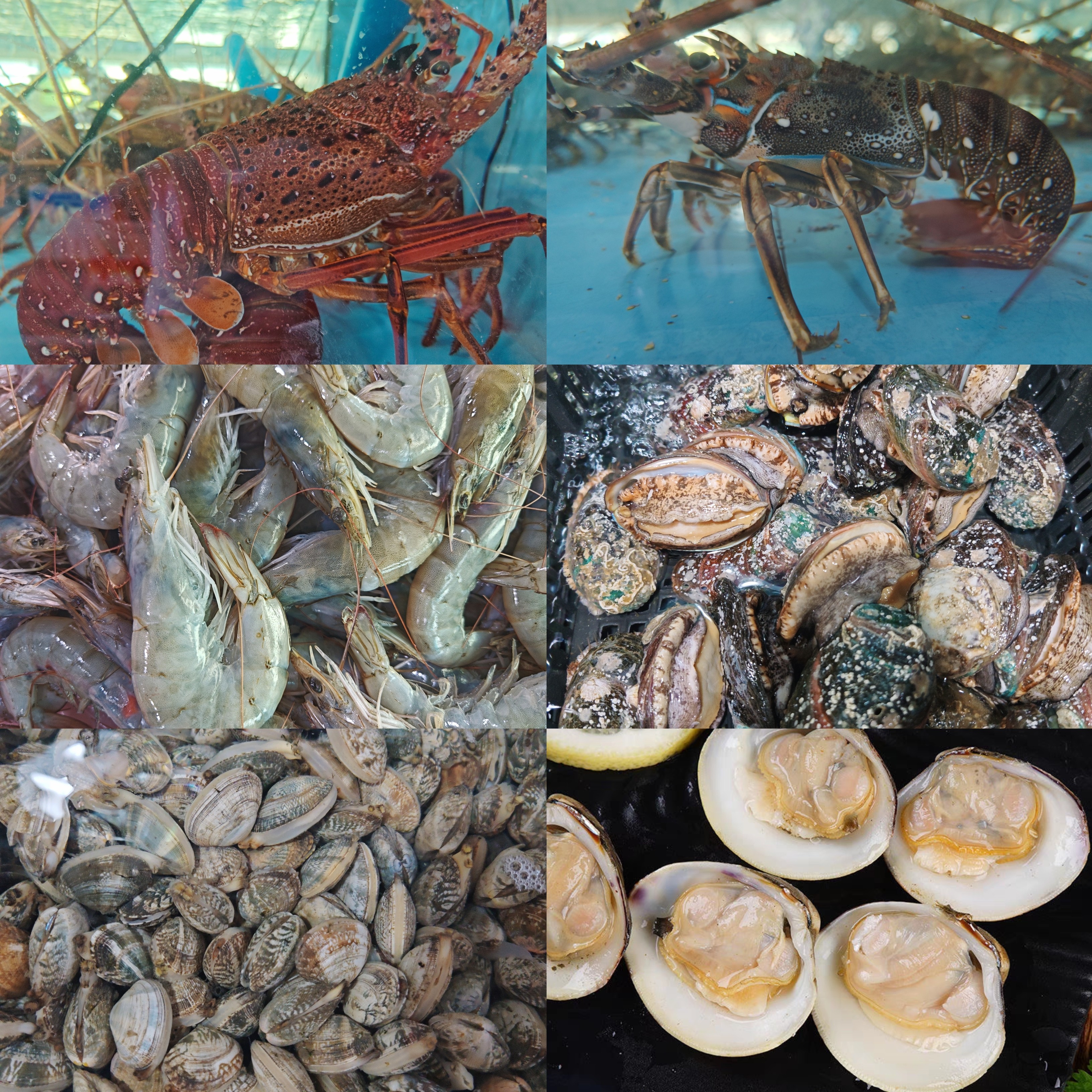 【新疆包邮】鲜活海鲜自选套餐现称新鲜美味